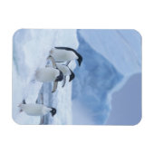 Adelie Penguins (Pygoscelis adeliae) auf Eis, Magnet (Horizontal)