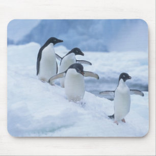 Adelie Penguins (Pygoscelis adeliae) auf Eis, Mousepad