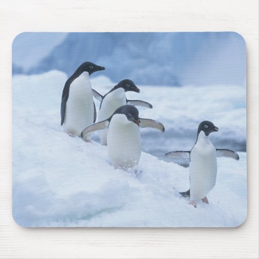Adelie Penguins (Pygoscelis adeliae) auf Eis, Mousepad (Vorne)