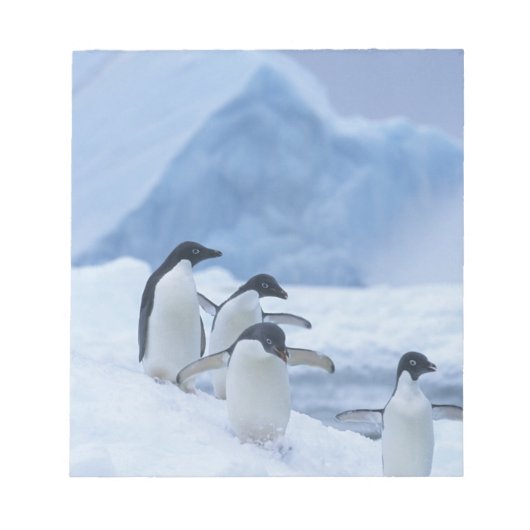 Adelie Penguins (Pygoscelis adeliae) auf Eis, Notizblock (Vorderseite)