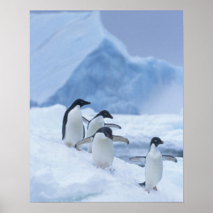 Adelie Penguins (Pygoscelis adeliae) auf Eis, Poster
