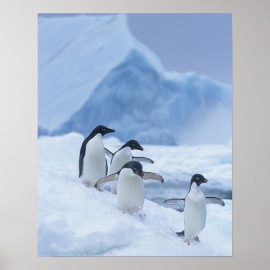 Adelie Penguins (Pygoscelis adeliae) auf Eis, Poster (Vorne)