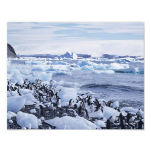 Adelie Penguins Pygoscelis adeliae Fotodruck