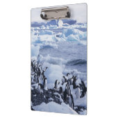 Adelie Penguins Pygoscelis adeliae Klemmbrett (Links)