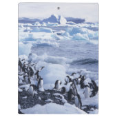 Adelie Penguins Pygoscelis adeliae Klemmbrett (Rückseite)
