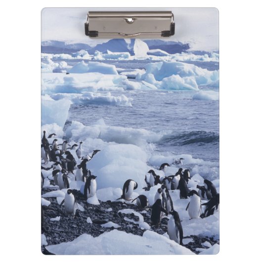 Adelie Penguins Pygoscelis adeliae Klemmbrett (Vorderseite)
