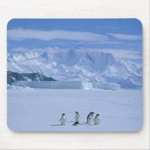 Adelie Penguins, Pygoscelis adeliae), Mousepad