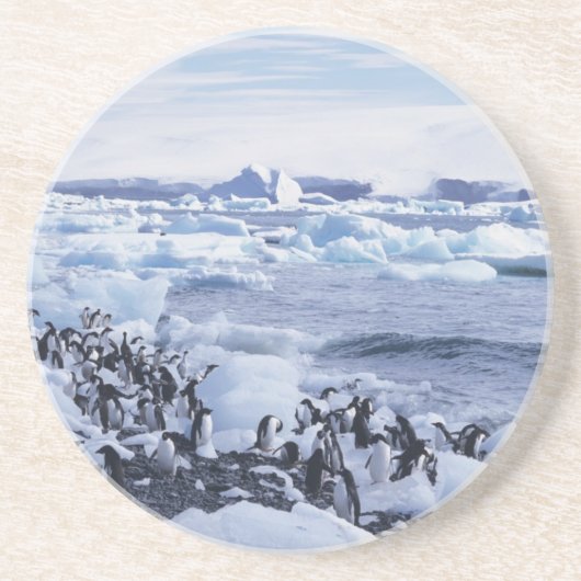 Adelie Penguins Pygoscelis adeliae Sandstein Untersetzer (Vorne)