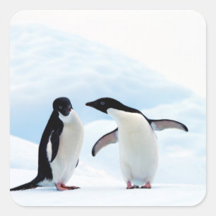 Adelie Penguins Quadratischer Aufkleber