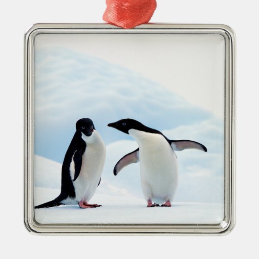Adelie Penguins Silbernes Ornament (Vorne)