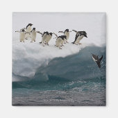 Adelie Penguins tauchen in Meer Paulette Magnet (Vorne)