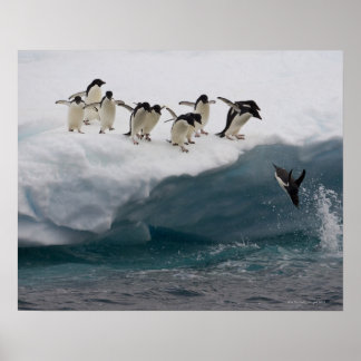 Adelie Penguins tauchen in Meer Paulette Poster