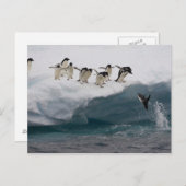 Adelie Penguins tauchen in Meer Paulette Postkarte (Vorne/Hinten)