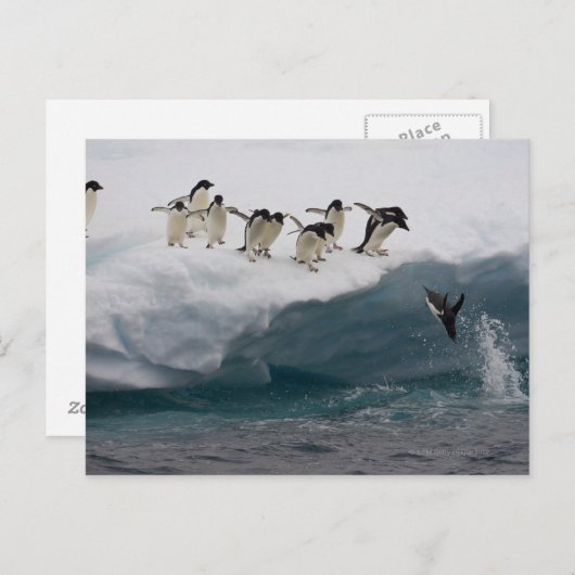 Adelie Penguins tauchen in Meer Paulette Postkarte (Vorne/Hinten)