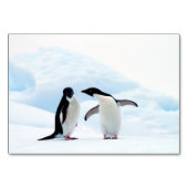 Adelie Penguins Tischnummer (Vorderseite)