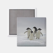 Adelie Penguins über Eisflüsse Magnet (Vorderseite/Rückseite)