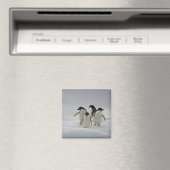 Adelie Penguins über Eisflüsse Magnet (In Situ (Geschirrspüler))