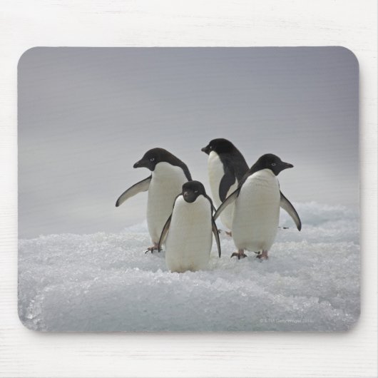 Adelie Penguins über Eisflüsse Mousepad (Vorne)