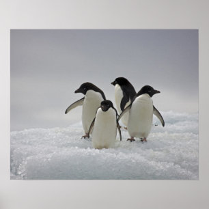 Adelie Penguins über Eisflüsse Poster