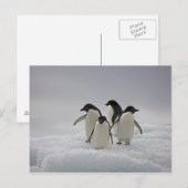 Adelie Penguins über Eisflüsse Postkarte (Vorne/Hinten)