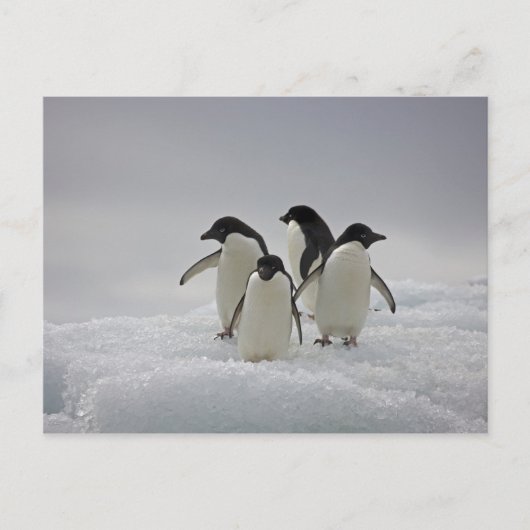 Adelie Penguins über Eisflüsse Postkarte (Vorderseite)