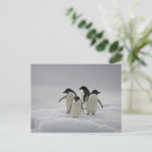 Adelie Penguins über Eisflüsse Postkarte (Stehend Vorderseite)