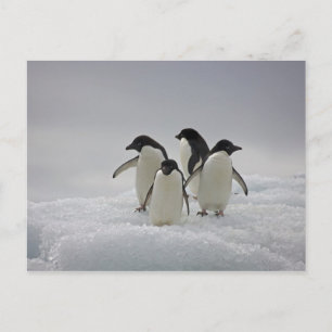 Adelie Penguins über Eisflüsse Postkarte