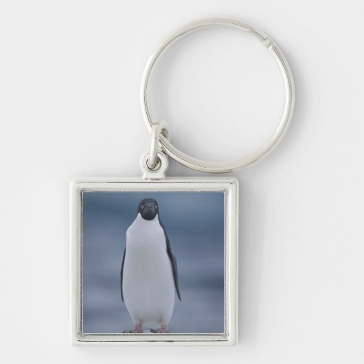 Adelie-Pinguin auf Eis Schlüsselanhänger (Vorne)