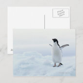 Adelie-Pinguin, die Antarktis Postkarte (Vorne/Hinten)