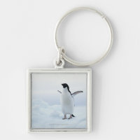 Adelie-Pinguin, die Antarktis