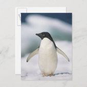 Adelie Pinguin, nah Postkarte (Vorne/Hinten)