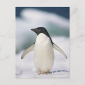 Adelie Pinguin, nah Postkarte (Vorderseite)