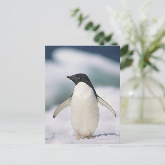 Adelie Pinguin, nah Postkarte (Stehend Vorderseite)