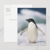 Adelie Pinguin, nah Postkarte (Vorne/Hinten)