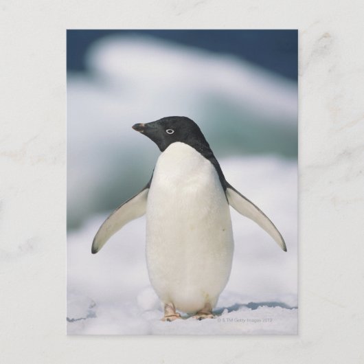 Adelie Pinguin, nah Postkarte (Vorderseite)