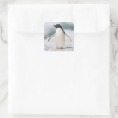 Adelie Pinguin, nah Quadratischer Aufkleber (Tasche)