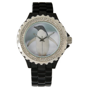 Adelie-Pinguin, Nahaufnahme Armbanduhr