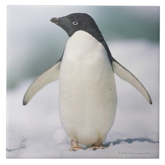 Adelie-Pinguin, Nahaufnahme Fliese (Vorderseite)