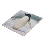 Adelie-Pinguin, Nahaufnahme Fliese (Seite)