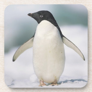 Adelie-Pinguin, Nahaufnahme Getränkeuntersetzer