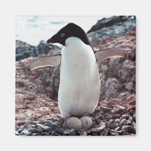 Adelie-Pinguin-Nest-Magnet Magnet