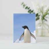 Adelie-Pinguin Postkarte (Stehend Vorderseite)