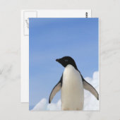 Adelie-Pinguin Postkarte (Vorne/Hinten)