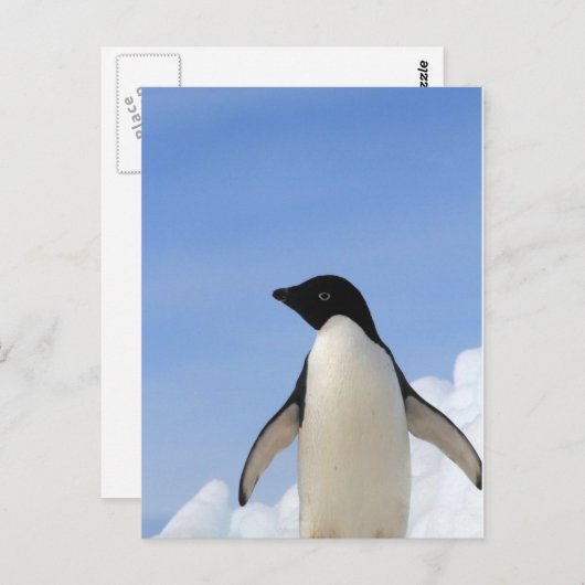 Adelie-Pinguin Postkarte (Vorne/Hinten)