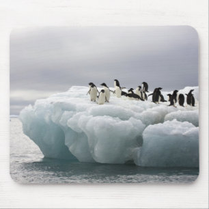 Adelie-Pinguin Pygoscelis adeliae), Mousepad