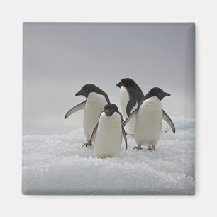 Adelie-Pinguine auf Eis-Flüssen Magnet