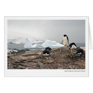 Adelie-Pinguine, Petermann Insel