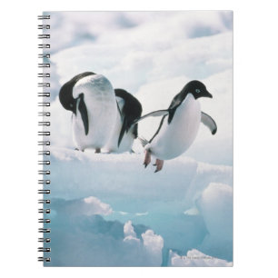 Adelie Pinguine (pygoscelis adeliae) Antarktis Notizblock