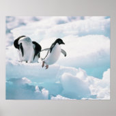 Adelie Pinguine (pygoscelis adeliae) Antarktis Poster (Vorne)