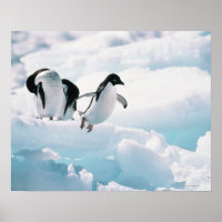 Adelie Pinguine (pygoscelis adeliae) Antarktis